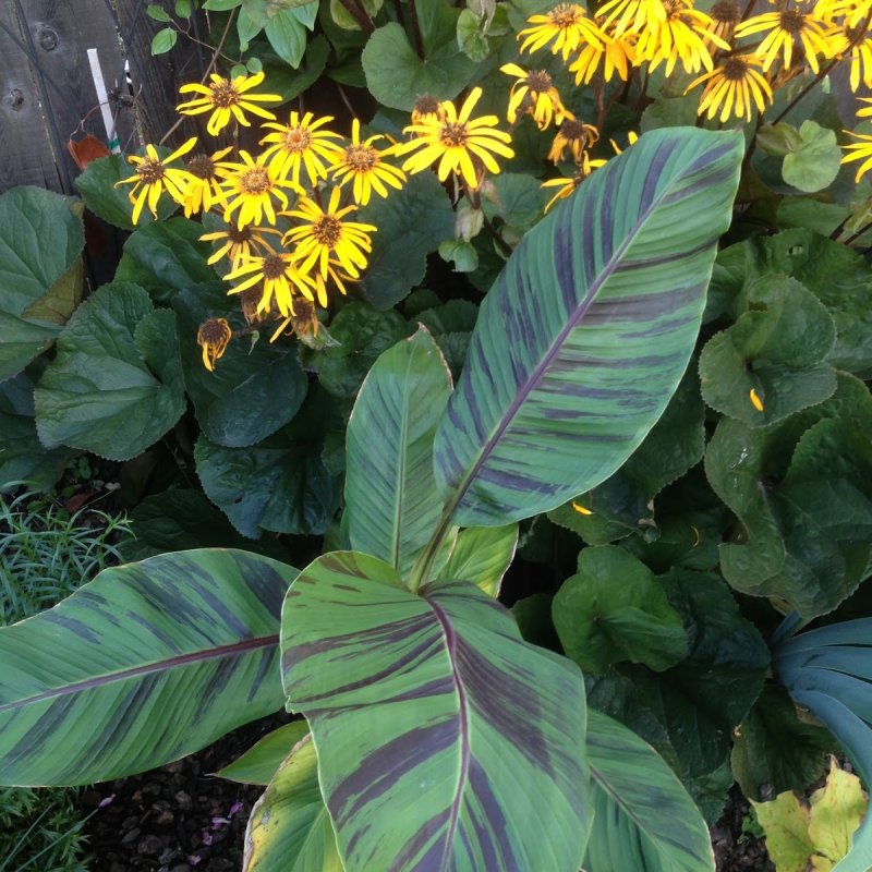 Banana sikkimensis (Banánovník) ´RED TIGER´ - kont. C1.3L, výška: 50-60 cm (-20°C)